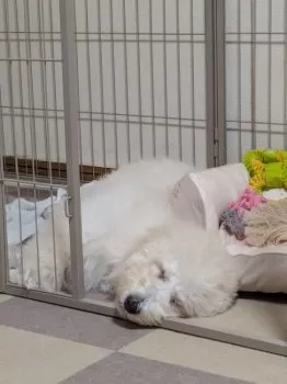 C.K 様のお迎えした子犬
