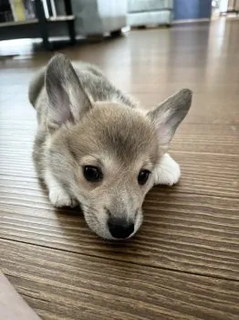 おまつ 様のお迎えした子犬