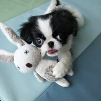 C.H 様のお迎えした子犬