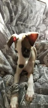 I.T 様のお迎えした子犬