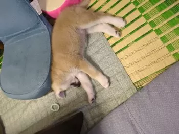 K.T 様のお迎えした子犬