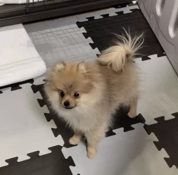 ぽんた 様のお迎えした子犬