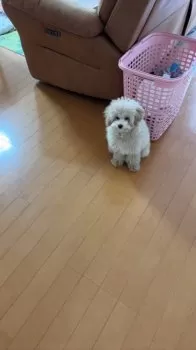 M.W 様のお迎えした子犬