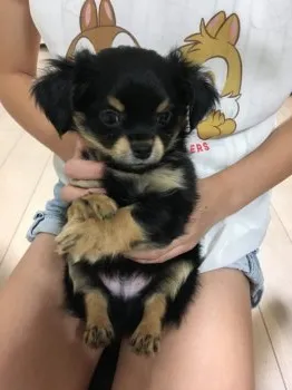 K.T 様のお迎えした子犬