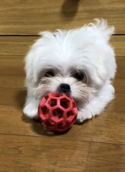 みぃ 様のお迎えした子犬