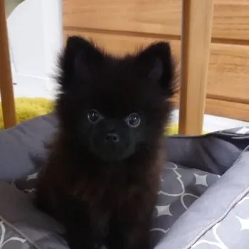 とらまるママ 様のお迎えした子犬