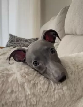 アモ 様のお迎えした子犬