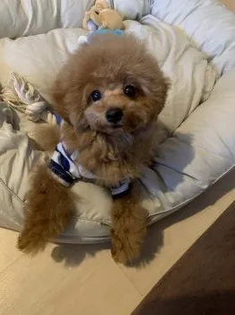 T.H 様のお迎えした子犬