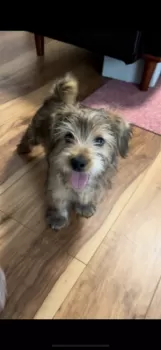 T.O 様のお迎えした子犬