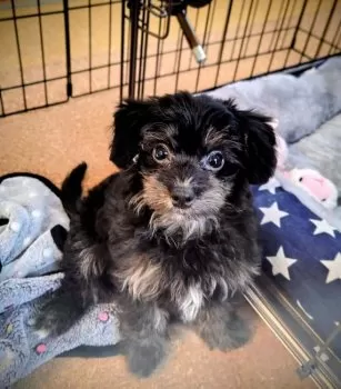 M.T. 様のお迎えした子犬
