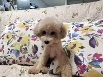 ココママ 様のお迎えした子犬