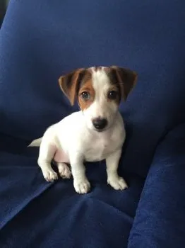 ルイ 様のお迎えした子犬