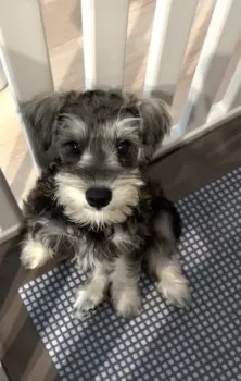 S 様のお迎えした子犬