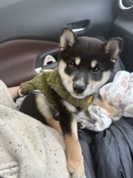 E.M 様のお迎えした子犬