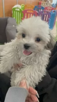 S.K 様のお迎えした子犬