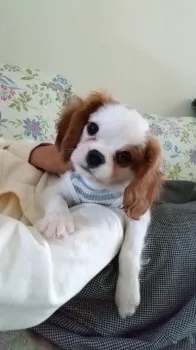 A.T. 様のお迎えした子犬