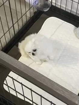 T.T 様のお迎えした子犬