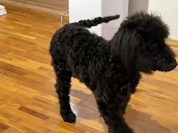 T.S 様のお迎えした子犬