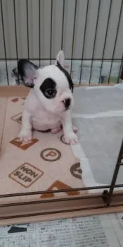 プーママ 様のお迎えした子犬