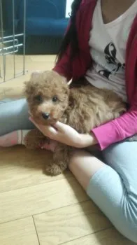 チョコミント 様のお迎えした子犬