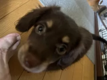 K.K 様のお迎えした子犬