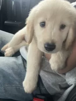 A・H 様のお迎えした子犬