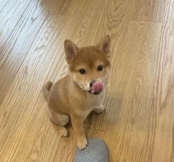 うっちゃん 様のお迎えした子犬