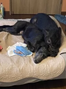 てるてる 様のお迎えした子犬