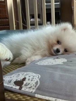 F.T 様のお迎えした子犬