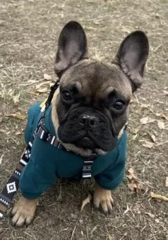 K.A 様のお迎えした子犬