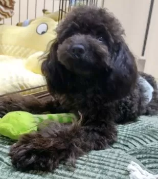 Ｋ.Ｕ 様のお迎えした子犬