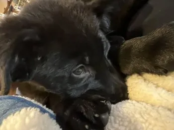 L 様のお迎えした子犬