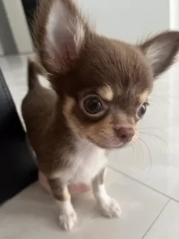 c 様のお迎えした子犬