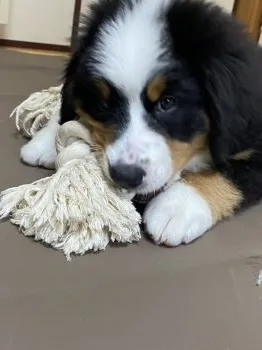 A.K 様のお迎えした子犬