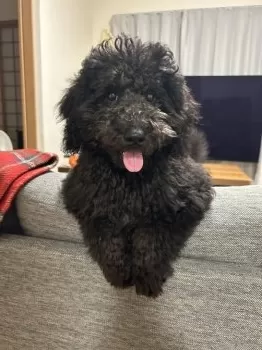 pizza 様のお迎えした子犬