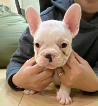 さとみん 様のお迎えした子犬
