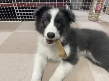 S.K 様のお迎えした子犬