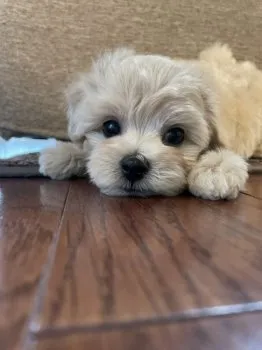 A.H 様のお迎えした子犬