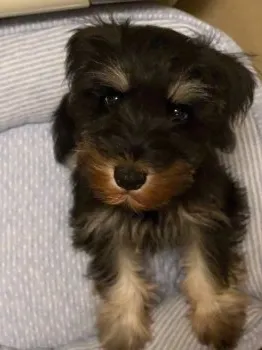 Ｉ.M 様のお迎えした子犬