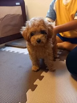 M.M 様のお迎えした子犬