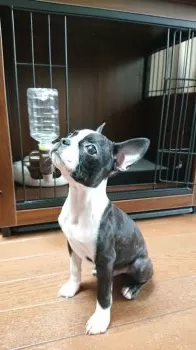 トモコ 様のお迎えした子犬