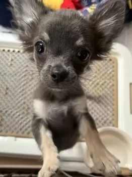 M.K 様のお迎えした子犬