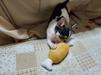 M.Ｉ 様のお迎えした子犬
