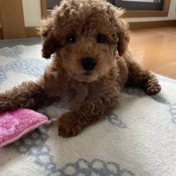 福 様のお迎えした子犬