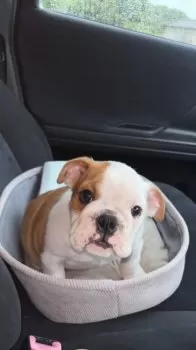 比奈 様のお迎えした子犬