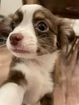 N.M 様のお迎えした子犬