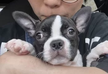 N.N 様のお迎えした子犬