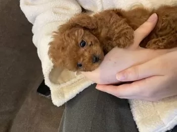 H.H 様のお迎えした子犬