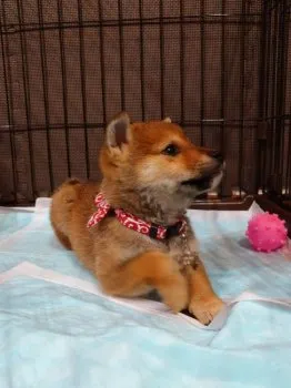 ウォカ 様のお迎えした子犬
