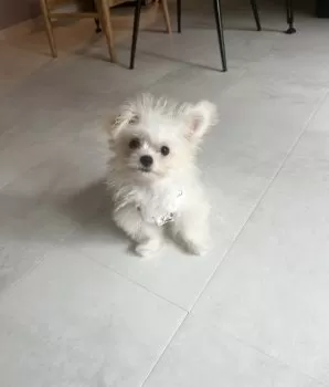 りぽりん 様のお迎えした子犬